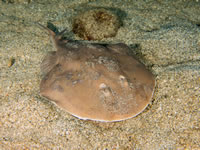 electric_ray