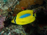 blue_spot_butterflyfish