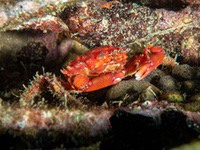 clinging_crab