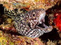 spotted_moray1