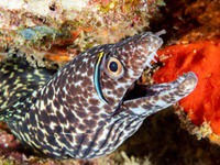 spotted_moray2