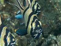 bandtail_scorpionfish