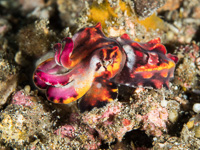 flamboyant_cuttlefish