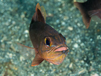 yelloweye_cardinalfish