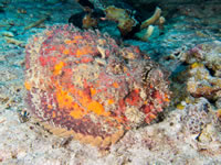 reef_stonefish