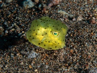 yellow_boxfish