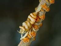 ankers_whip_coral_shrimp