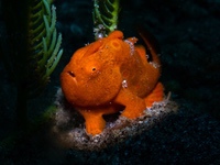 frogfish8-painted