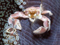 spiny_porcelain_crab