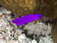 orchid_dottyback