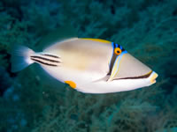 picasso_triggerfish2