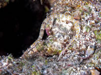 pipefish2