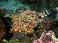 spotted_scorpionfish