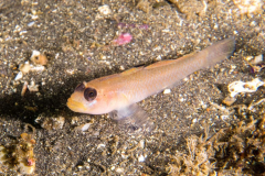 blackeye_goby