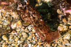 california_sea_hare1