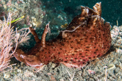 california_sea_hare3
