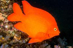 garibaldi1