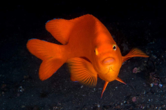 garibaldi10