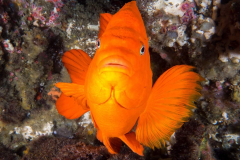 garibaldi7