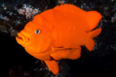 garibaldi9 garibaldi9