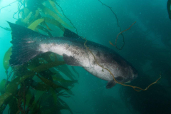 giant_sea_bass