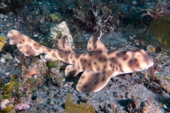 horn_shark1