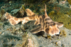 horn_shark2