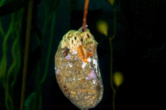 kelp1
