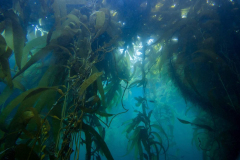 kelp3