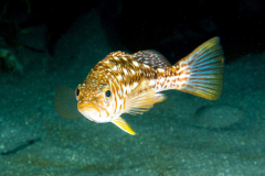 kelp_bass