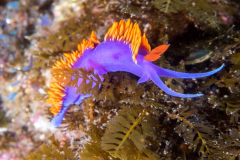 nudi1-spanish_shawl