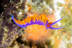 nudi2-spanish_shawl