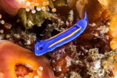 nudi3-porters_chromodorid