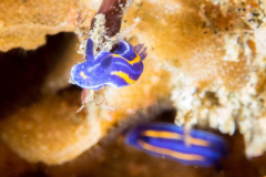 nudi5-porters_chromodorid