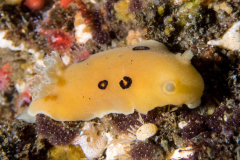 nudi6-san_diego_dorid