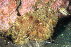 octopus1