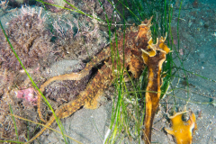 octopus2
