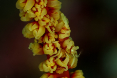 ankers_whip_coral_shrimp