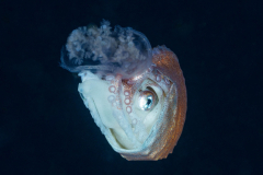 argonaut1