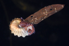 argonaut2