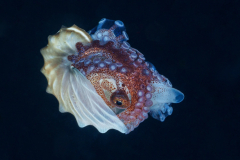 argonaut3
