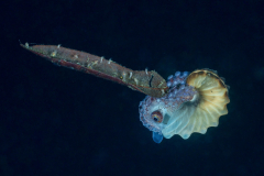 argonaut4