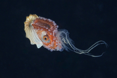argonaut5