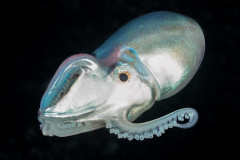 blanket_octopus
