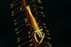 crinoid_shrimp