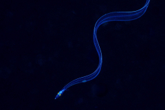 eel