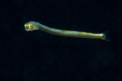 fangblenny