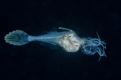 filefish_jelly