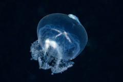 jelly1