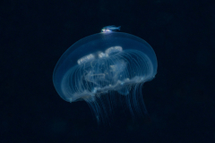 jelly2
